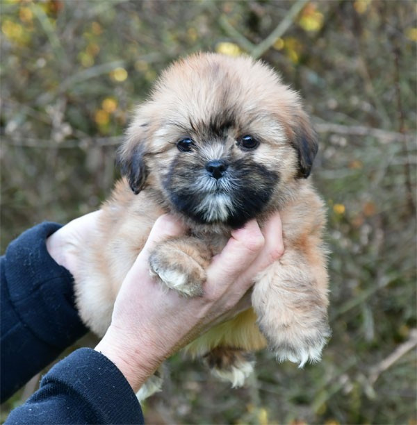 de dame nature - Chiots disponibles - Lhassa Apso