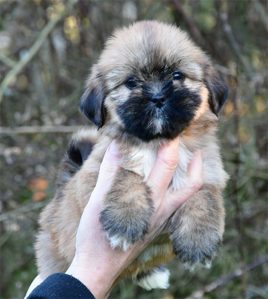 de dame nature - Chiots disponibles - Lhassa Apso