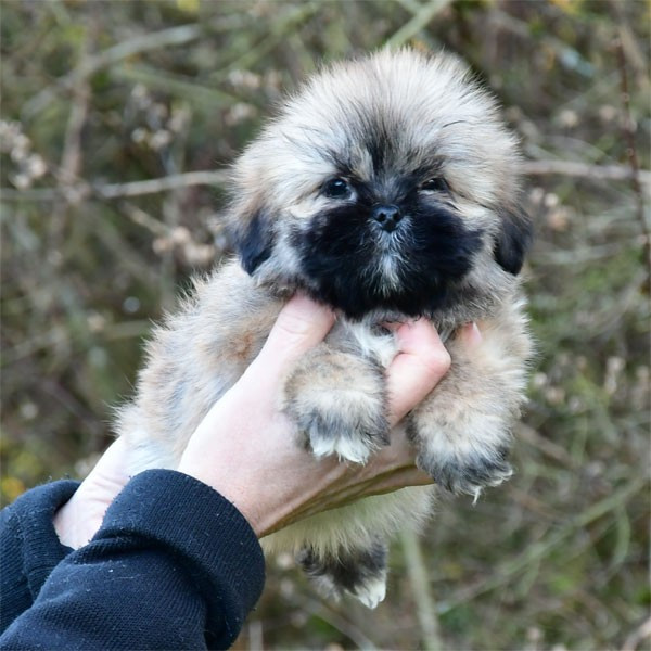 de dame nature - Chiots disponibles - Lhassa Apso