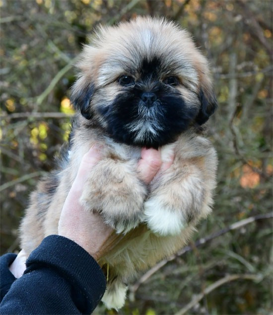 de dame nature - Chiots disponibles - Lhassa Apso