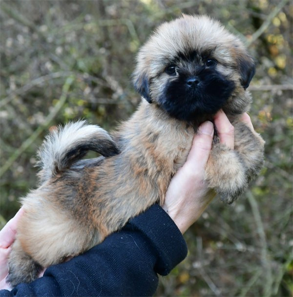 de dame nature - Chiots disponibles - Lhassa Apso