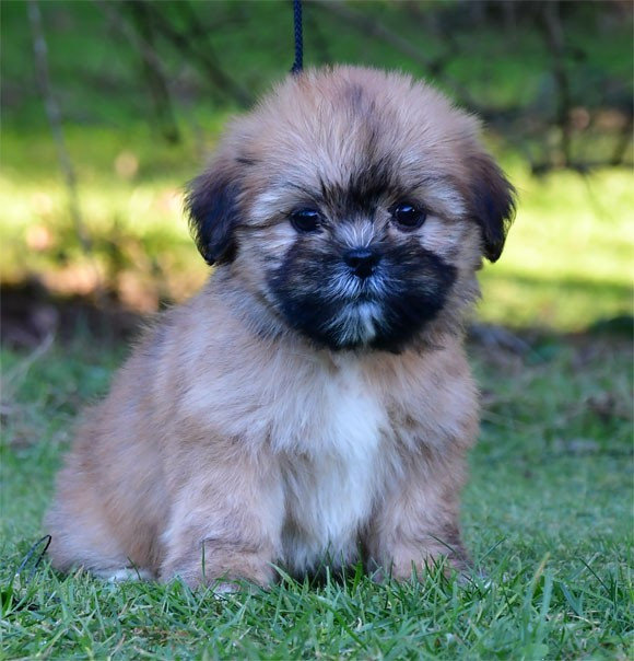 de dame nature - Lhassa Apso - Portée née le 09/11/2025