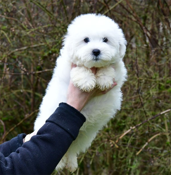 de dame nature - Chiots disponibles - Coton de Tulear