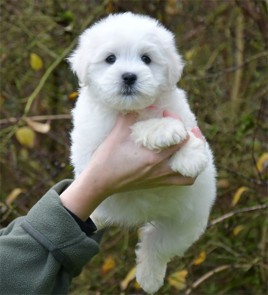 de dame nature - Chiots disponibles - Coton de Tulear