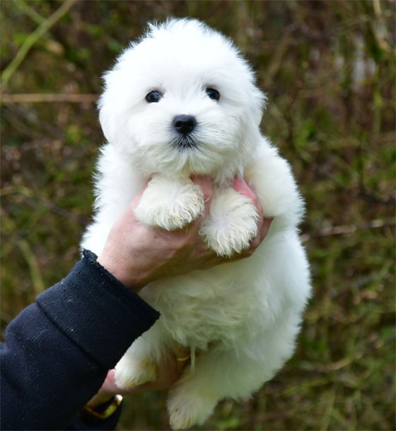 de dame nature - Chiots disponibles - Coton de Tulear