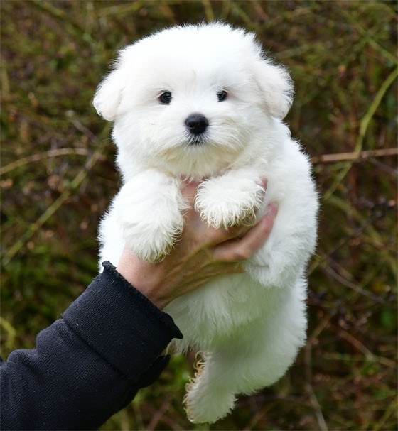 de dame nature - Chiots disponibles - Coton de Tulear