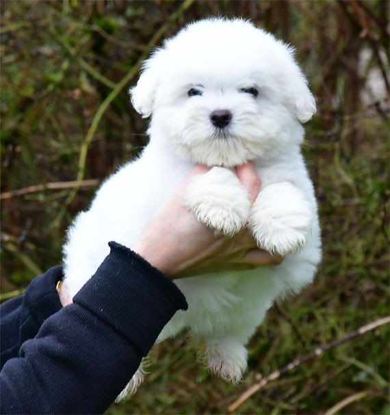 de dame nature - Chiots disponibles - Coton de Tulear