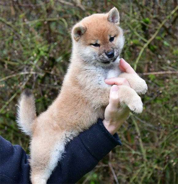 Chiot Shiba de dame nature