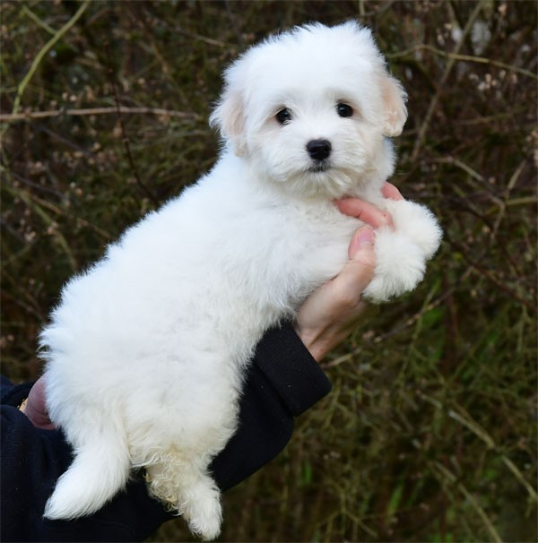 de dame nature - Chiots disponibles - Coton de Tulear