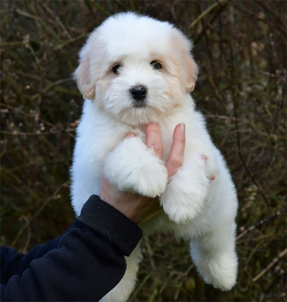 de dame nature - Chiots disponibles - Coton de Tulear
