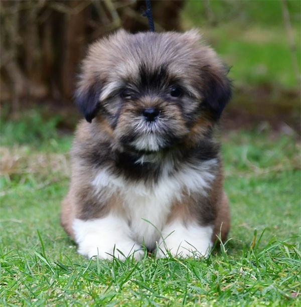 Chiot Lhassa Apso de dame nature