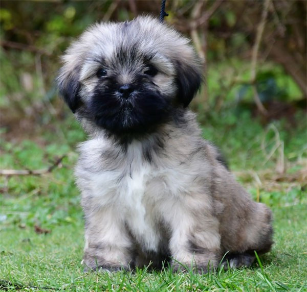 de dame nature - Lhassa Apso - Portée née le 18/11/2025