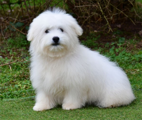 de dame nature - Chiots disponibles - Coton de Tulear