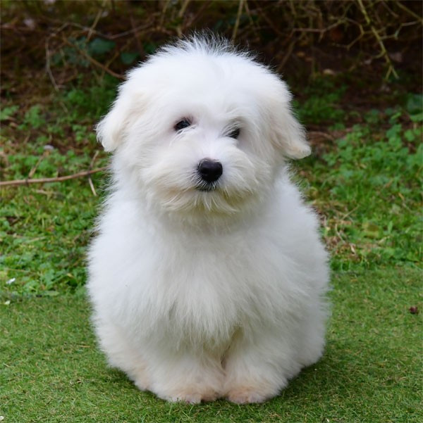 de dame nature - Chiots disponibles - Coton de Tulear