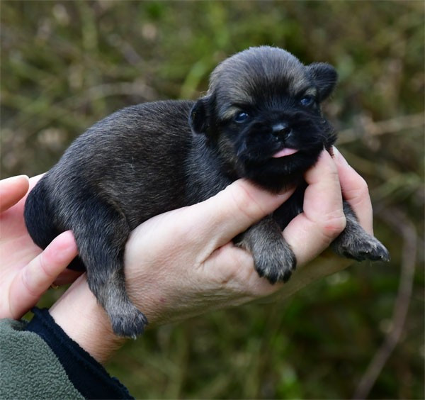 de dame nature - Chiots disponibles - Epagneul tibetain