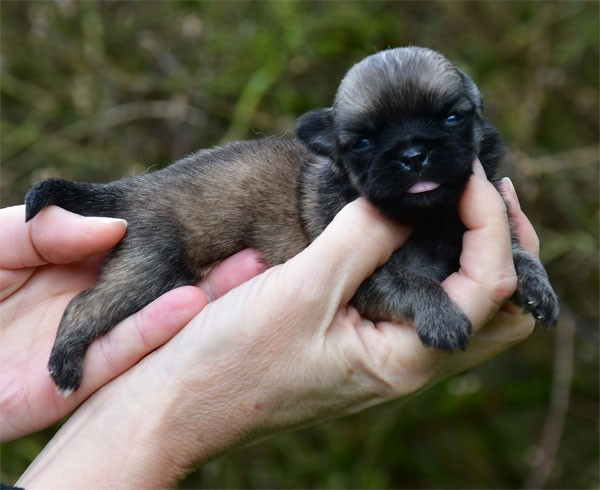 de dame nature - Chiots disponibles - Epagneul tibetain