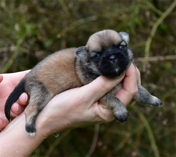 de dame nature - Chiots disponibles - Epagneul tibetain