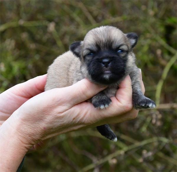 de dame nature - Chiots disponibles - Epagneul tibetain