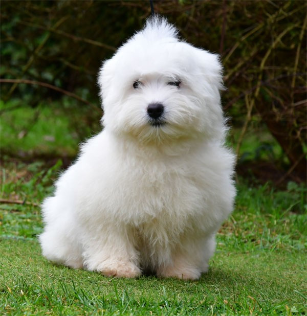 de dame nature - Chiots disponibles - Coton de Tulear