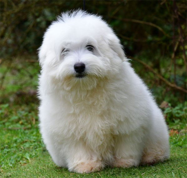 de dame nature - Chiots disponibles - Coton de Tulear