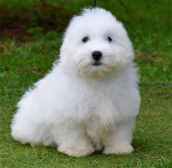 de dame nature - Chiots disponibles - Coton de Tulear
