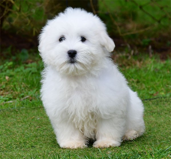 de dame nature - Chiots disponibles - Coton de Tulear