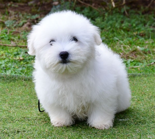de dame nature - Chiots disponibles - Coton de Tulear