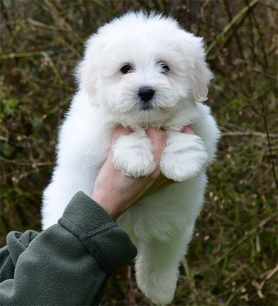 de dame nature - Chiots disponibles - Coton de Tulear