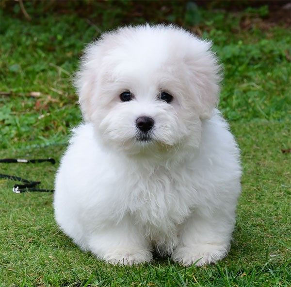 de dame nature - Chiots disponibles - Coton de Tulear