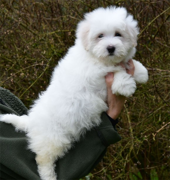 de dame nature - Chiots disponibles - Coton de Tulear