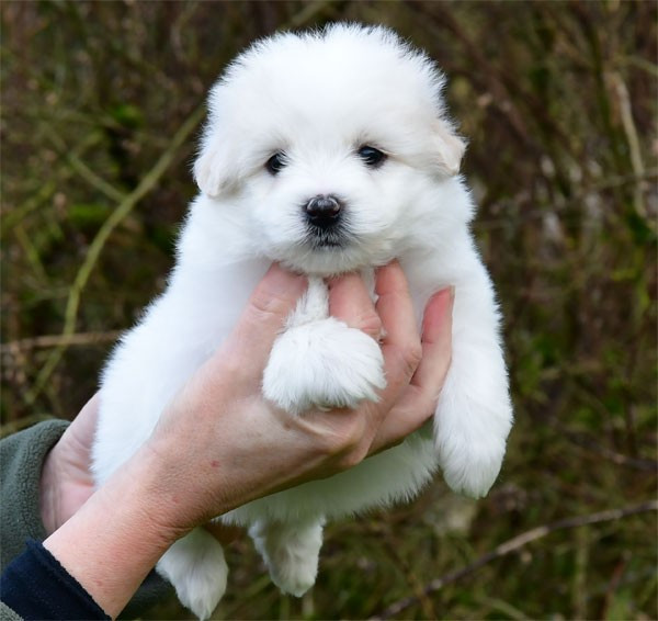 de dame nature - Chiots disponibles - Coton de Tulear