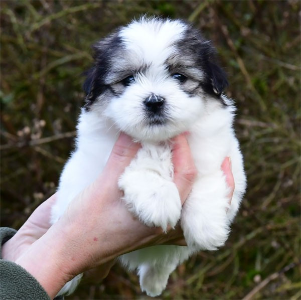 de dame nature - Chiots disponibles - Coton de Tulear