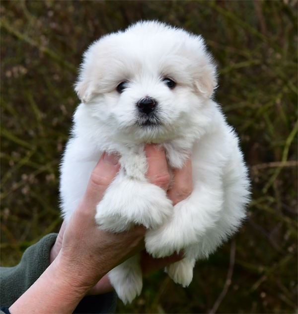 de dame nature - Chiots disponibles - Coton de Tulear