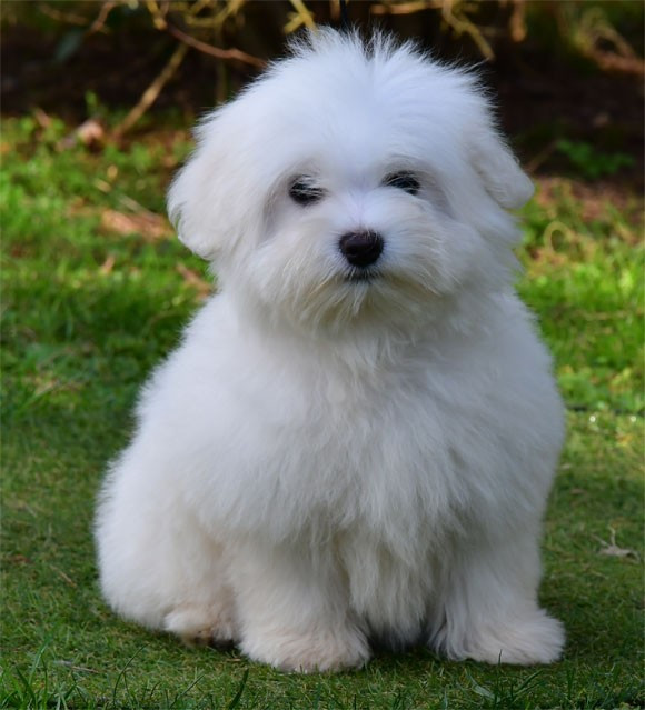 de dame nature - Chiots disponibles - Coton de Tulear