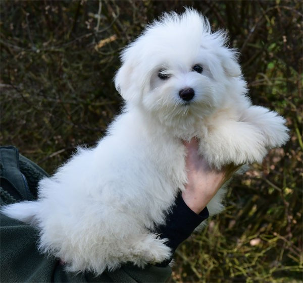 de dame nature - Coton de Tulear - Portée née le 01/11/2025