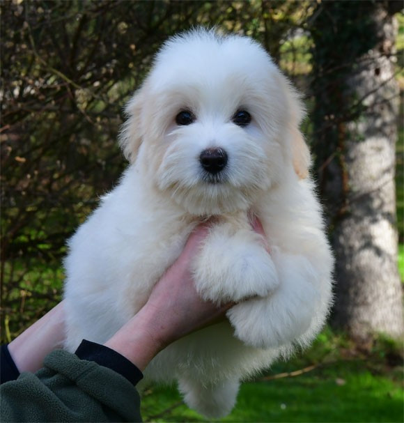 de dame nature - Chiots disponibles - Coton de Tulear