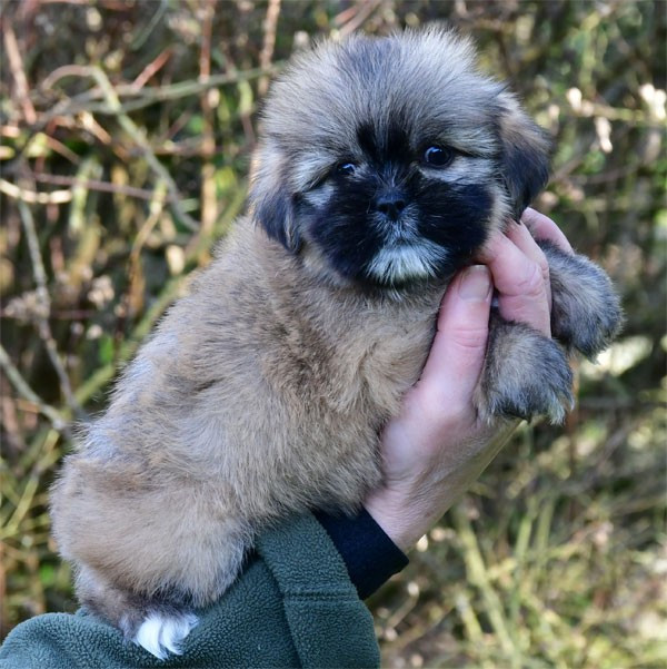 de dame nature - Chiots disponibles - Lhassa Apso