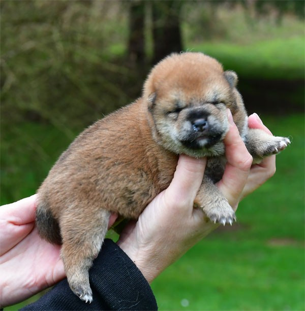 Chiot Shiba de dame nature