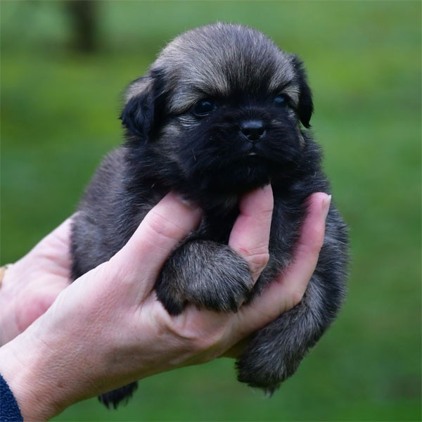 de dame nature - Chiots disponibles - Epagneul tibetain