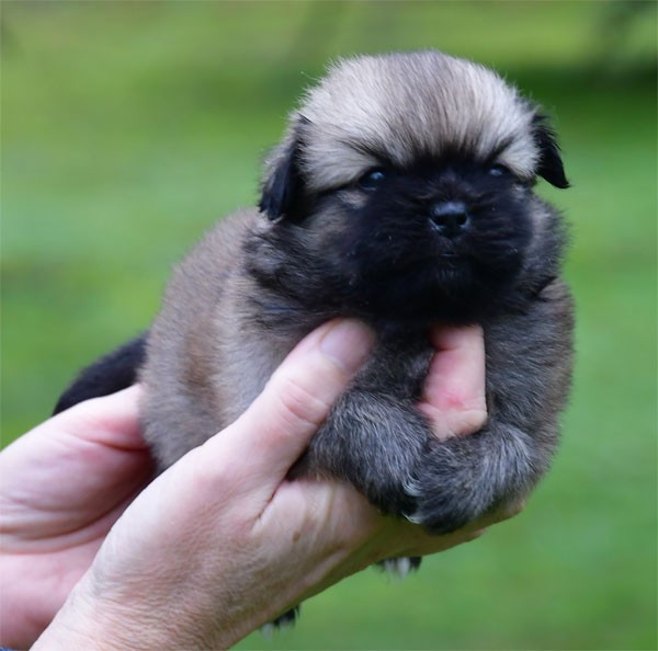 de dame nature - Chiots disponibles - Epagneul tibetain