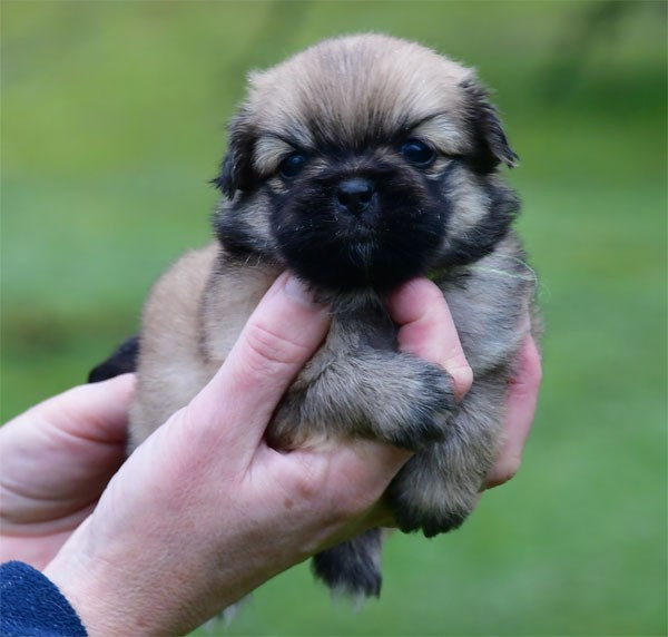 Chiot Epagneul tibetain de dame nature