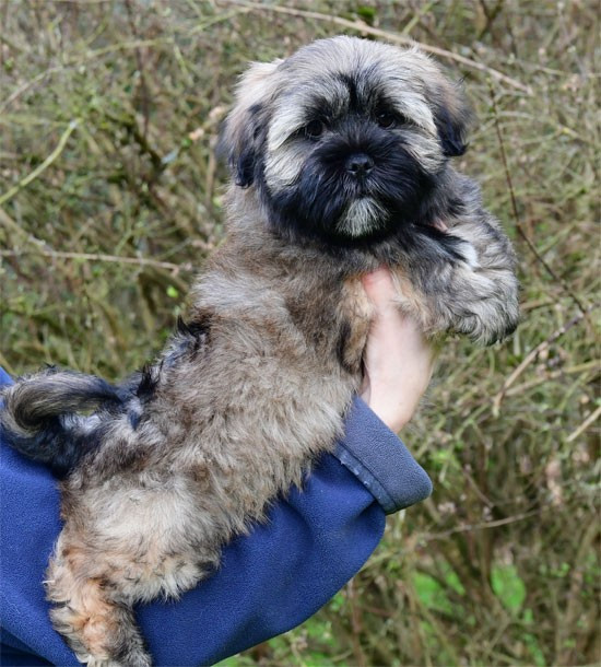 de dame nature - Chiots disponibles - Lhassa Apso