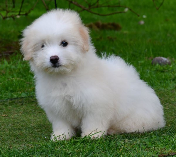 de dame nature - Chiots disponibles - Coton de Tulear