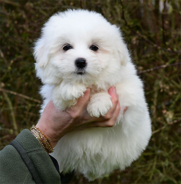 de dame nature - Chiots disponibles - Coton de Tulear