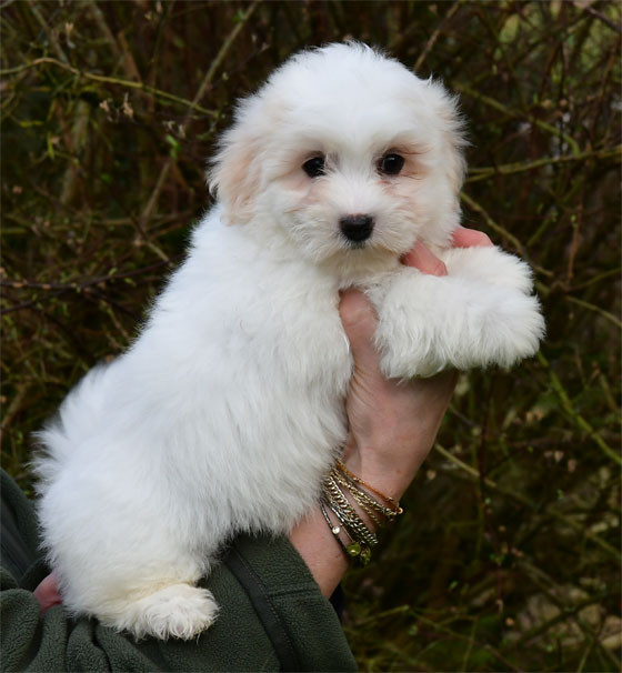de dame nature - Chiots disponibles - Coton de Tulear