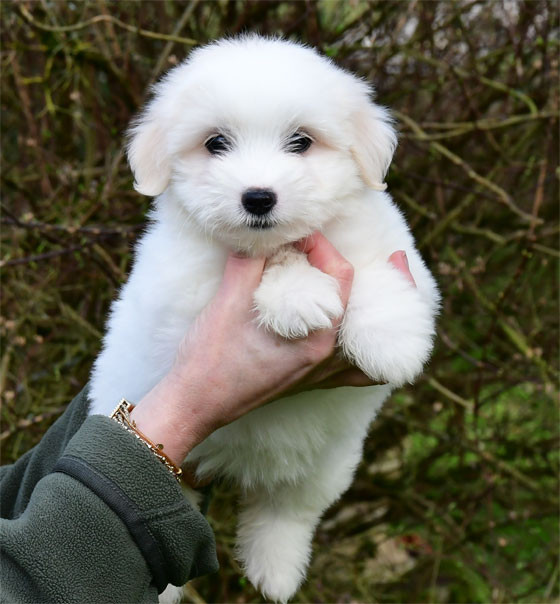 de dame nature - Chiots disponibles - Coton de Tulear