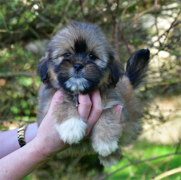 de dame nature - Chiots disponibles - Lhassa Apso