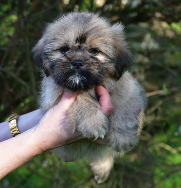 de dame nature - Chiots disponibles - Lhassa Apso