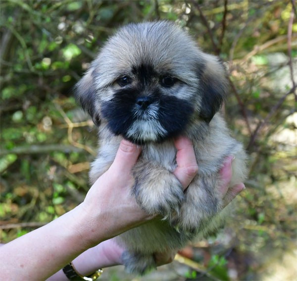 de dame nature - Lhassa Apso - Portée née le 21/12/2025