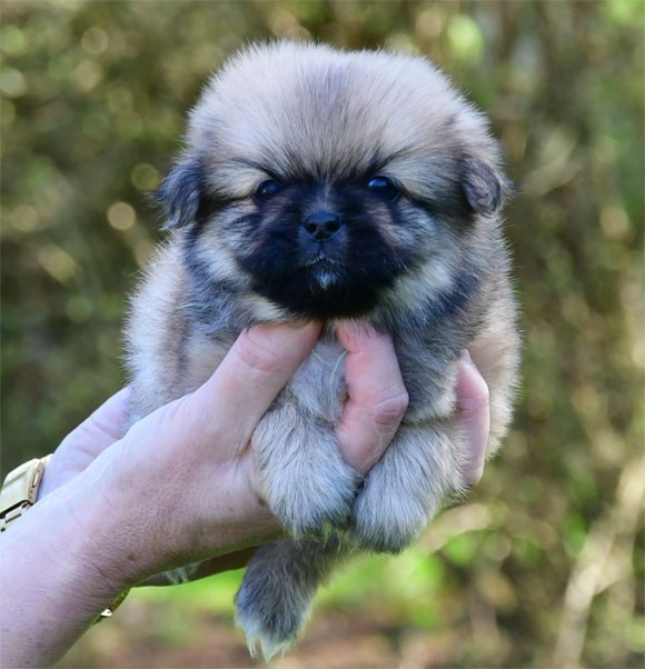 de dame nature - Chiots disponibles - Epagneul tibetain